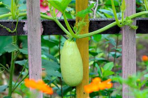 Promenade en permaculture dans le XVème @ Paris XVème